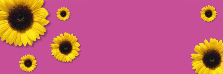 sunflowers 4 768x256