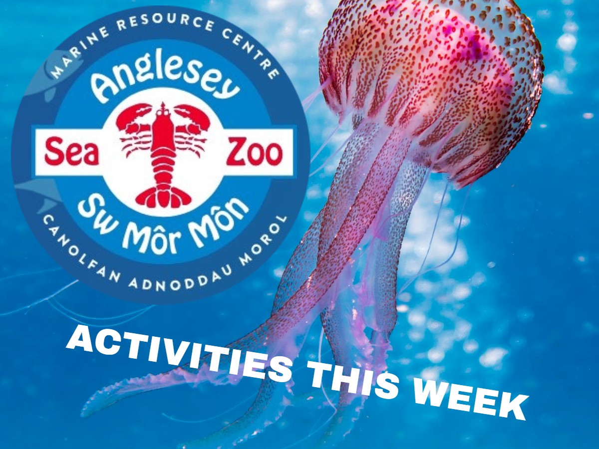Picture: Anglesey Sea Zoo what's on this week poster