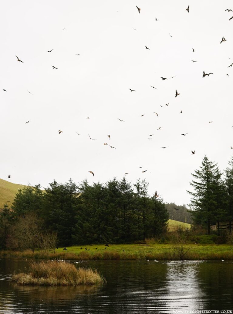 Kite feeding at Bwlch Nant yr Arian Forest Visitor Centre 768x1033