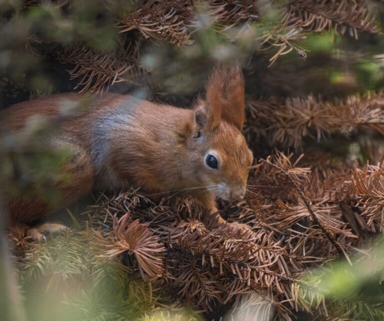 Red Squirrel 4 768x641