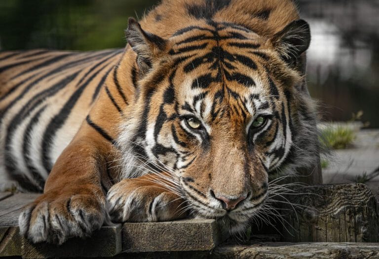 watching tiger Photo Credit Melanie Sharp 768x526